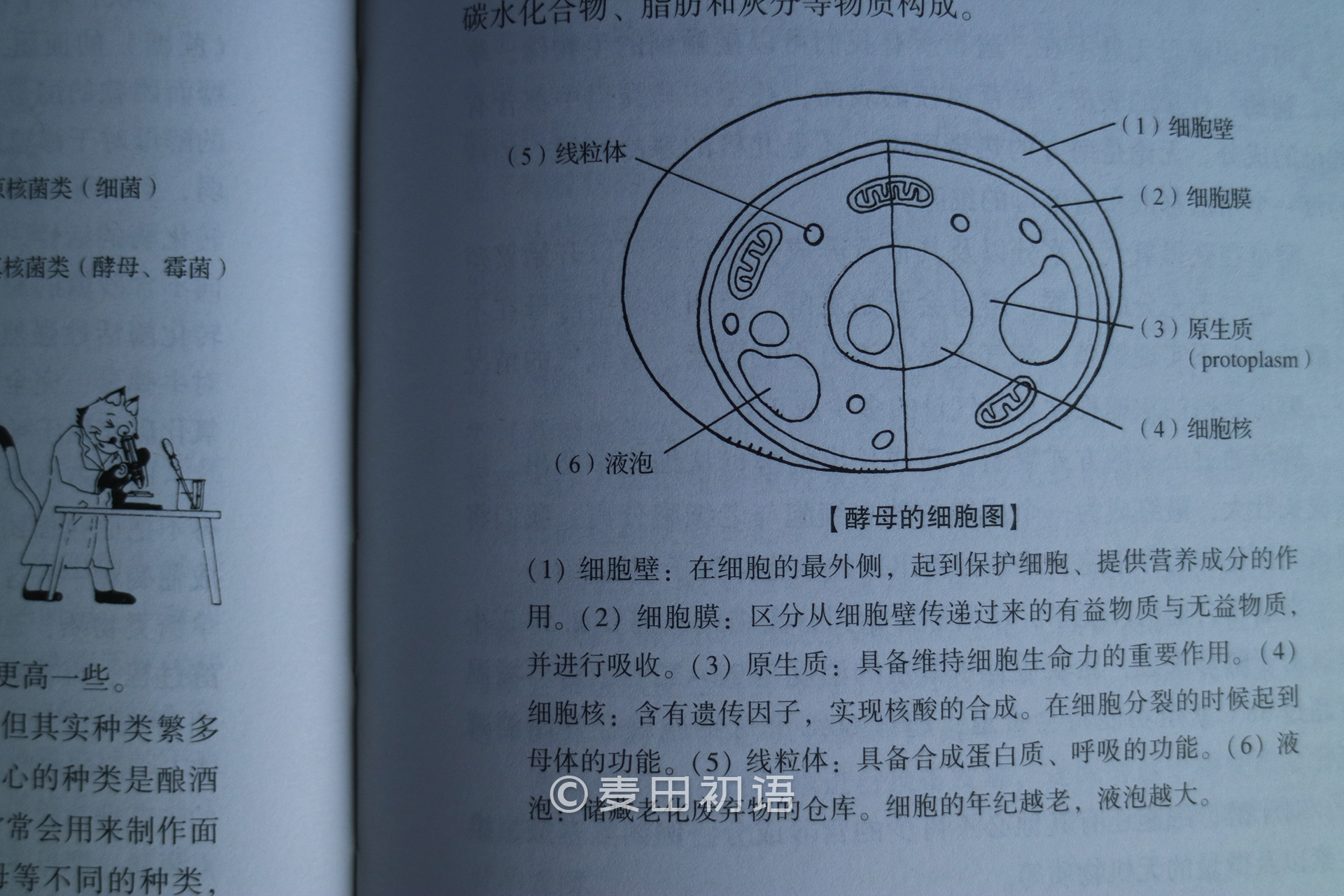 烘焙新手书,新手面包烘焙入门书