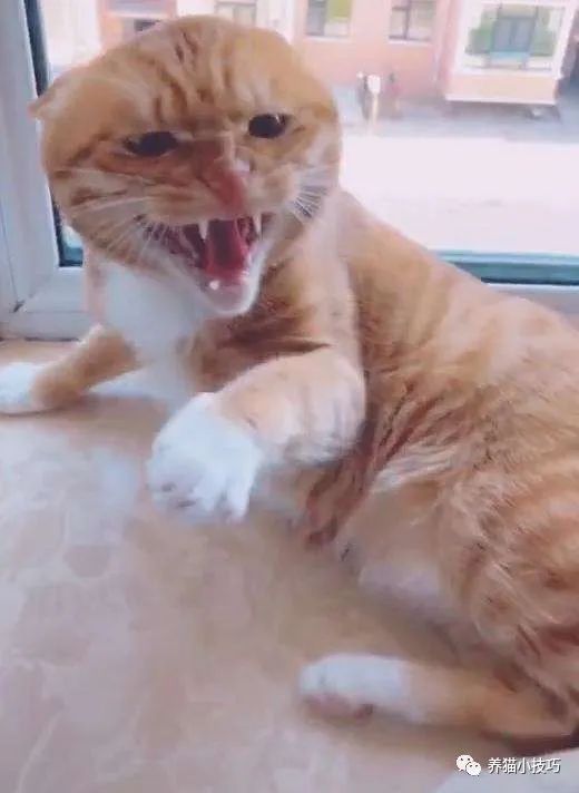 猫咪动态图超凶,猫咪太凶怎么办