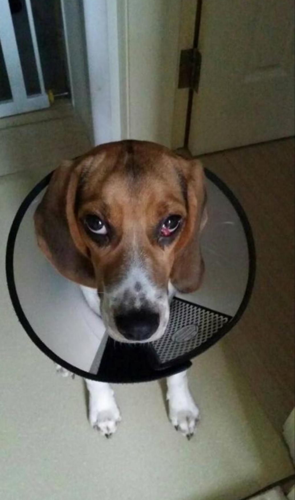 猫眼睑粘连切除手术,猫的第三眼睑包埋术多久恢复正常