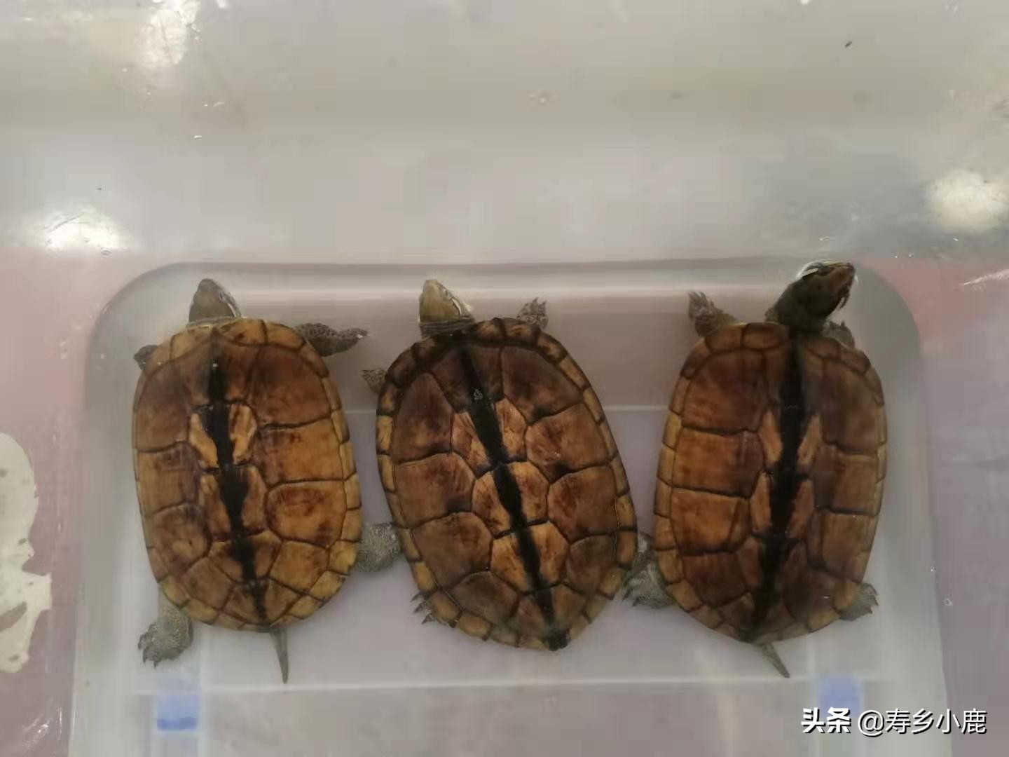 比较大的石金钱龟怎么养,怎么养石金钱龟才是正确的