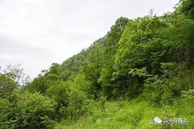 探秘汉中,汉中一村子窜入野生羚牛