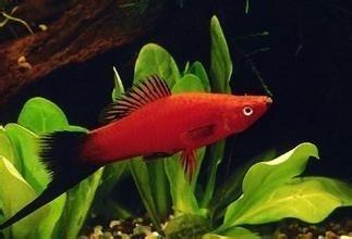 你们见过小鱼生蛋吗,你们见过鱼生蛋吗