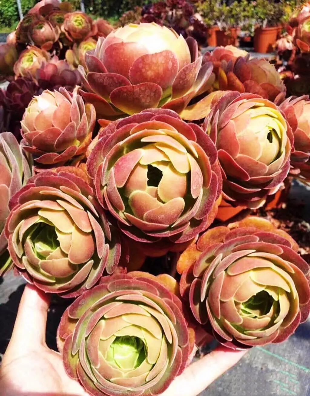 多肉法师韶羞现在能摘心吗,韶羞法师和荷兰玫瑰法师的区别