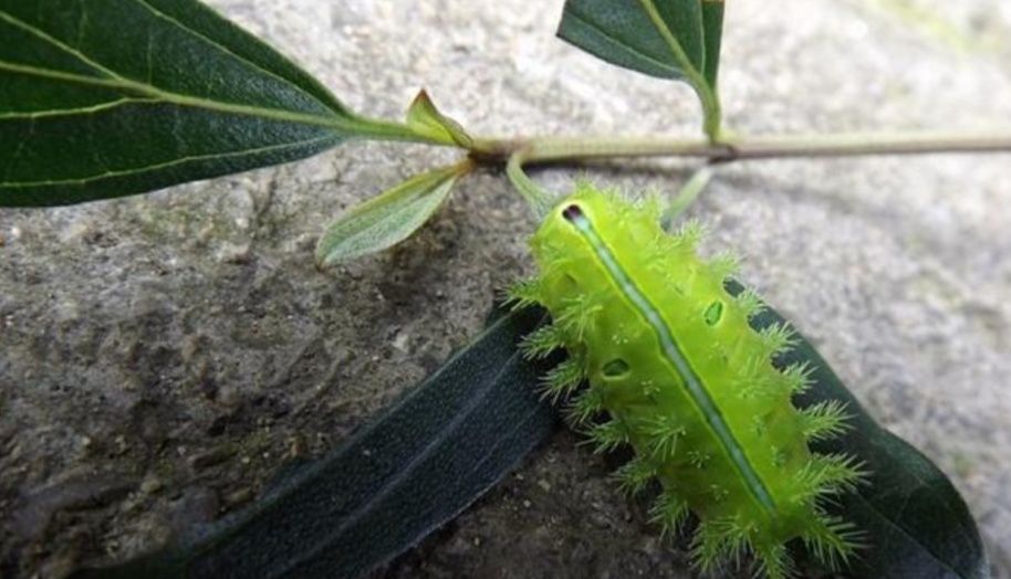 农村有种昆虫蛰人很疼，过去人见人怕，现在受喜欢了