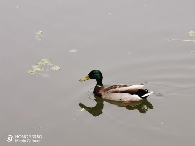 荣耀热门五款机型拍照对比：分别是Play4T/X10/30S/30/30Pro