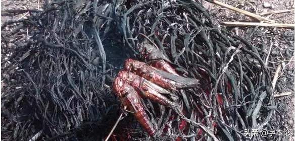 说“蝗”：一种与皇上攀上亲戚的害虫到底有着怎样的“成名”史？