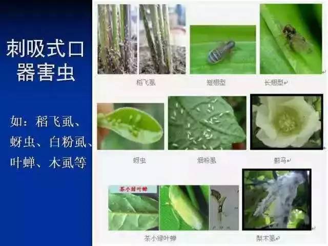 虫害怎么治疗才能彻底根除,超实用请收藏虫害归类及防治用药