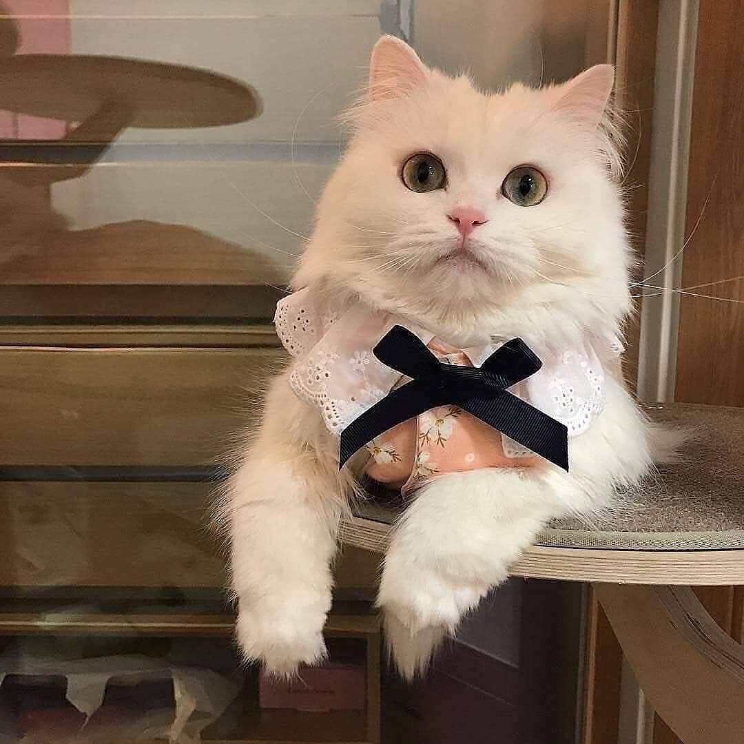 在车上带猫咪如何避免应激反应,过年回家带猫开车需要注意事项