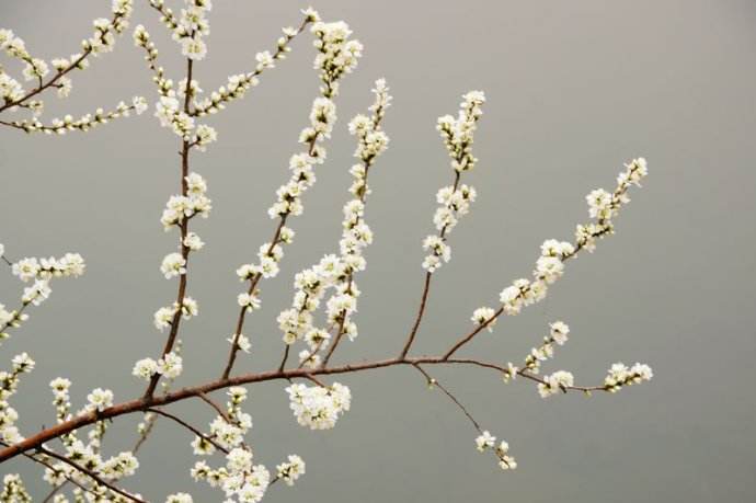 汤延光：怀念二姨｜散文