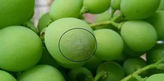 葡萄红蜘蛛病害图片,葡萄病害常用杀菌剂