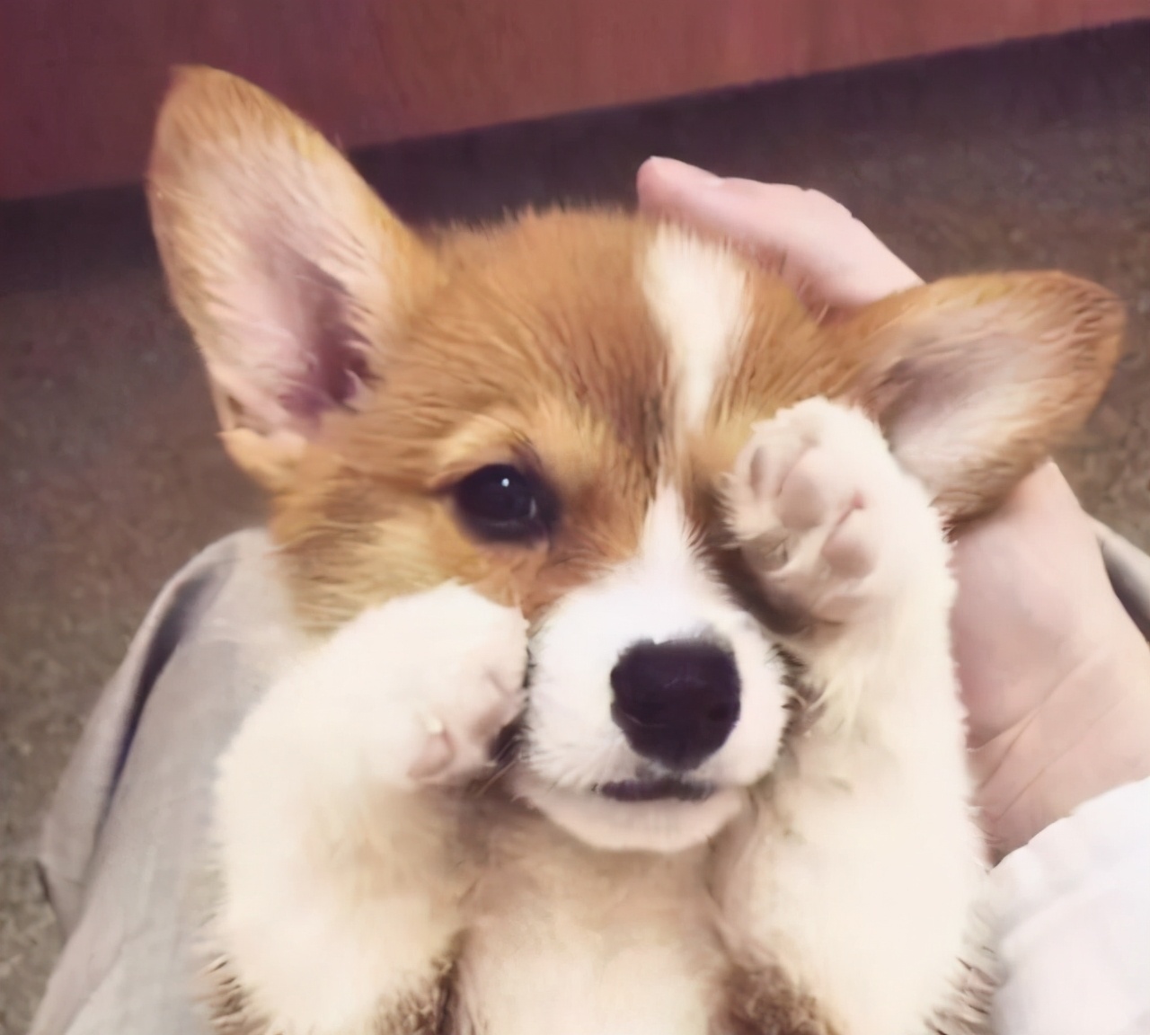 三个月柯基多久认主,多大的柯基能抱回家养