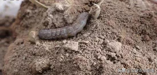 地下害虫怎么防治效果最好,多种地下害虫的防治方法