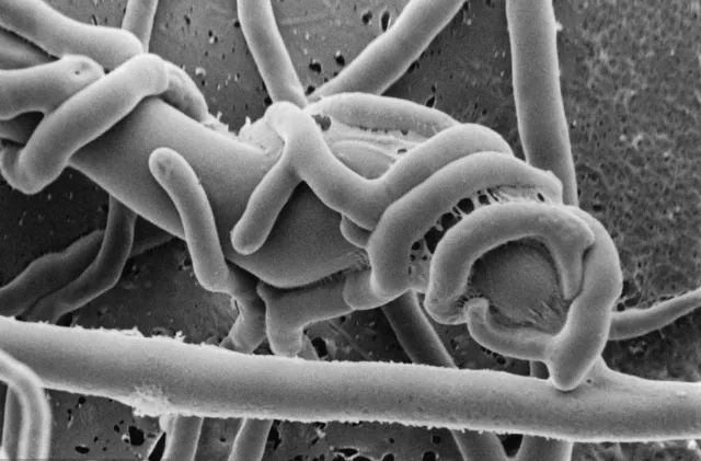 木霉菌到底是何方神圣?它是怎样防治病害的?