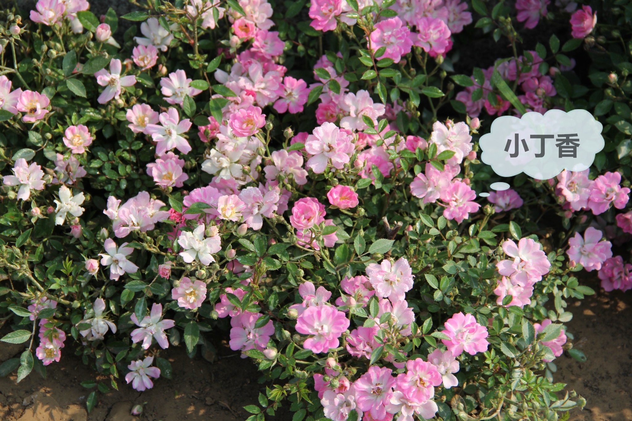 大兴月季园的月季有多少种,北京最大的月季基地在哪