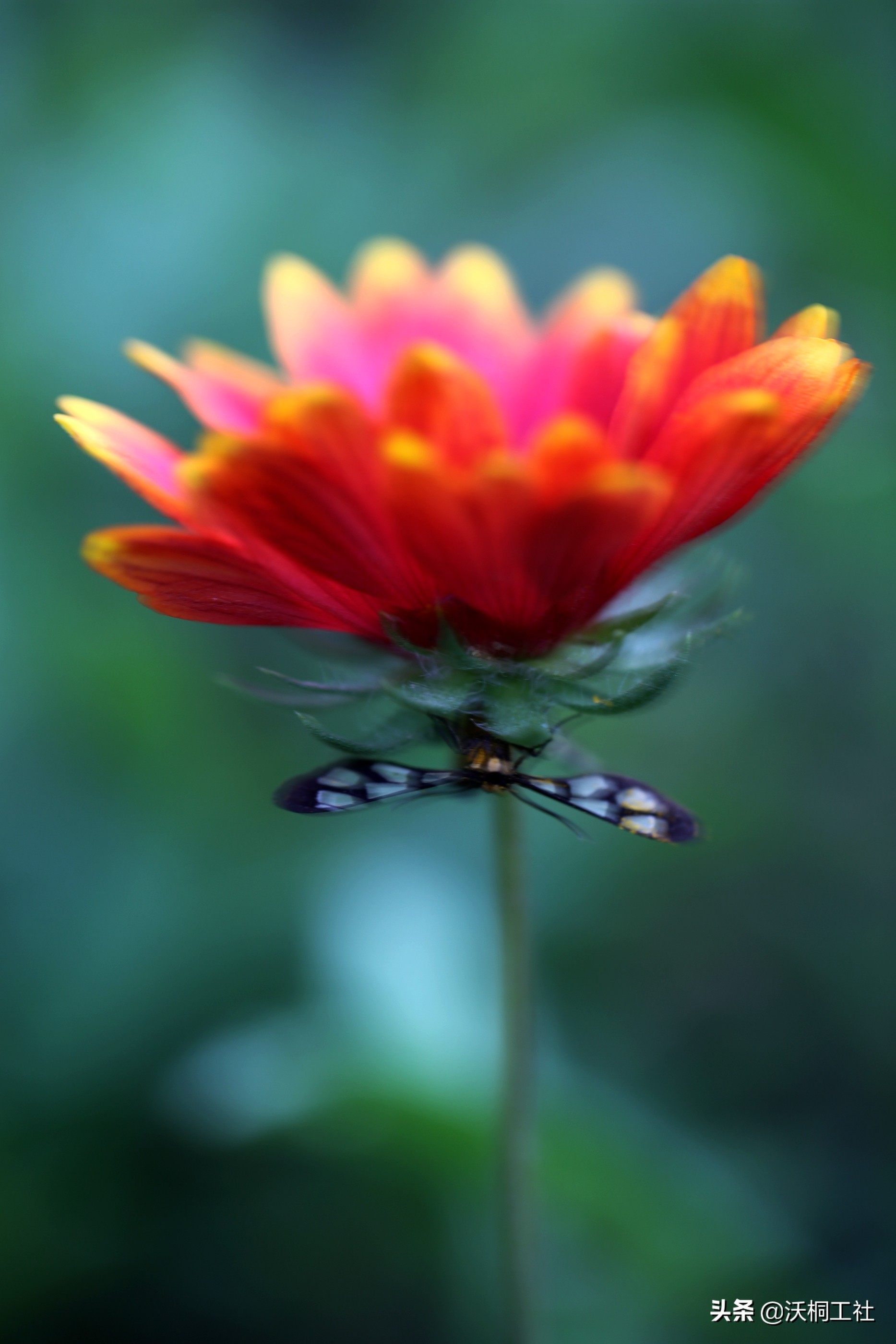 二十四节气花与诗感悟,二十四节气里的梅花诗句