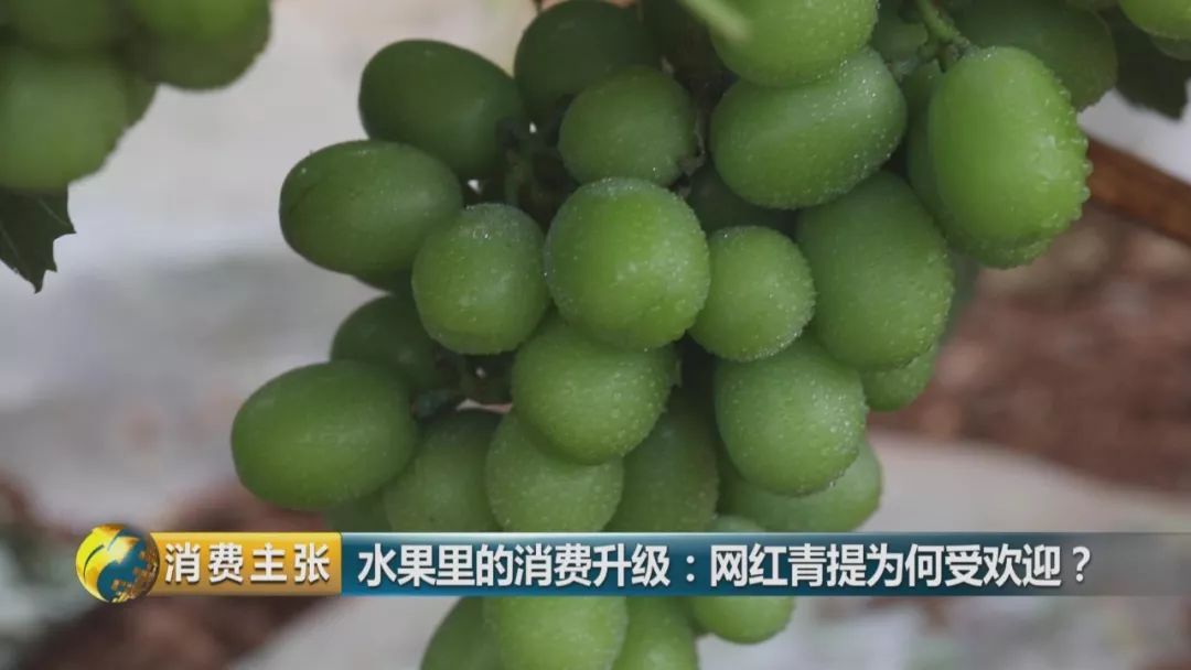 阳光玫瑰葡萄水果中爱马仕,阳光玫瑰葡萄有多贵