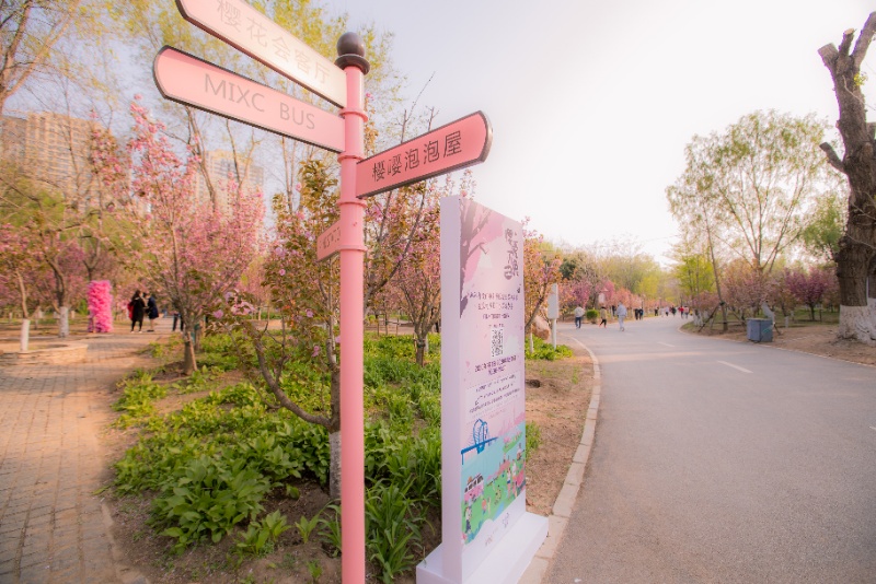 沈阳和平区樱花,沈阳和平区看樱花