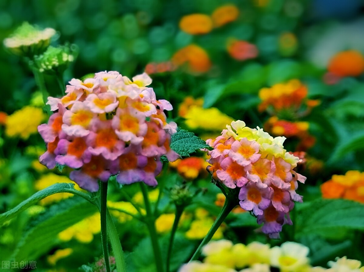 郁郁葱葱的多肉植物,适合阳光足的一年四季开花的植物