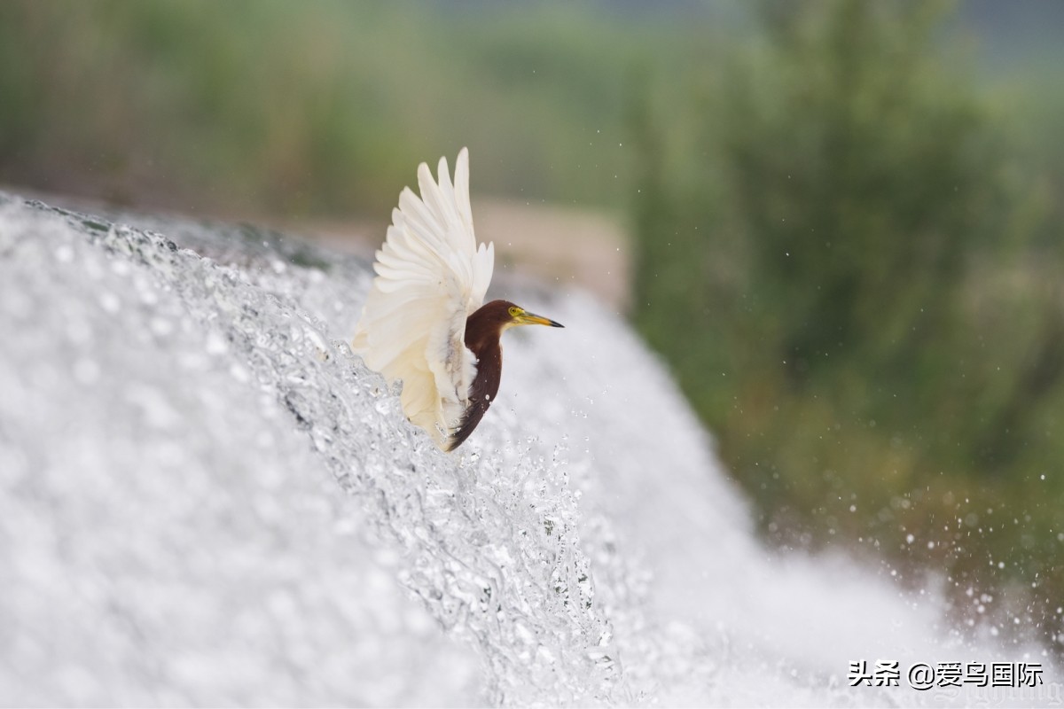 2020观鸟,观鸟大年影片