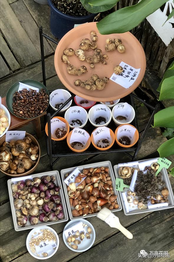 裸根百子莲的栽种方法,马蹄莲的球根种植方法图片大全