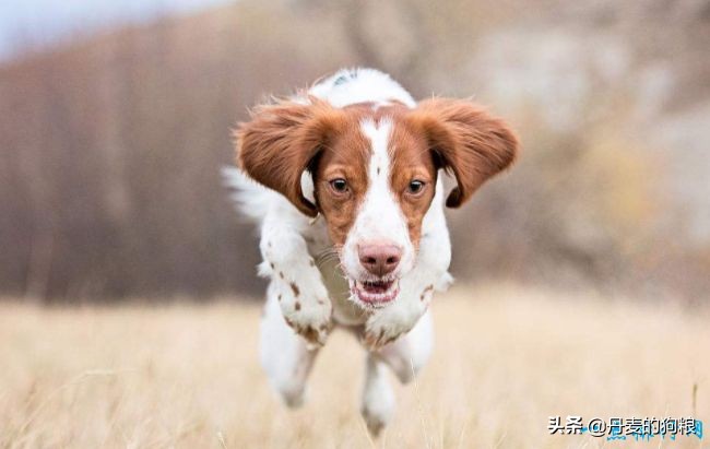排名前十的家庭宠物,十大家庭宠物品牌排行榜