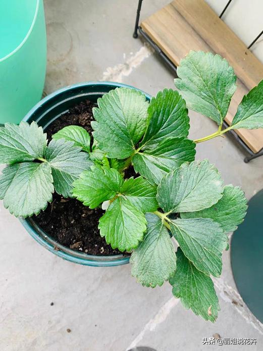 丽姐说花卉教程,丽姐讲草莓种植技术