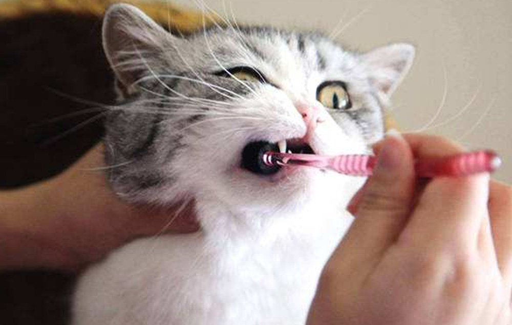 铲屎官嫌弃小狗口臭,怎么解决猫咪口臭的问题