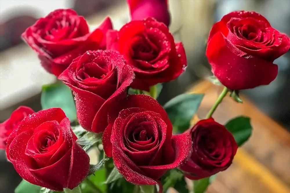 花店常用玫瑰花品种大全,一篇文章带你认识三亚40种花