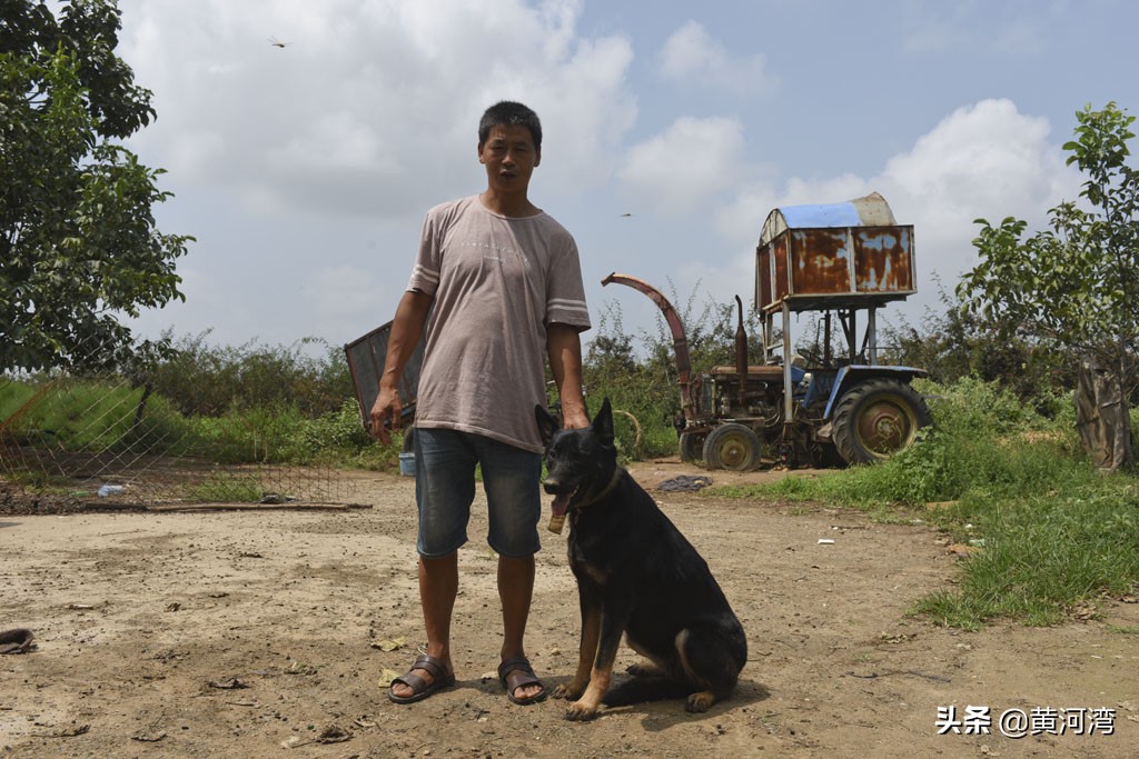 山西农民,村外养羊,东德西德牧羊犬放羊,年卖10多万元
