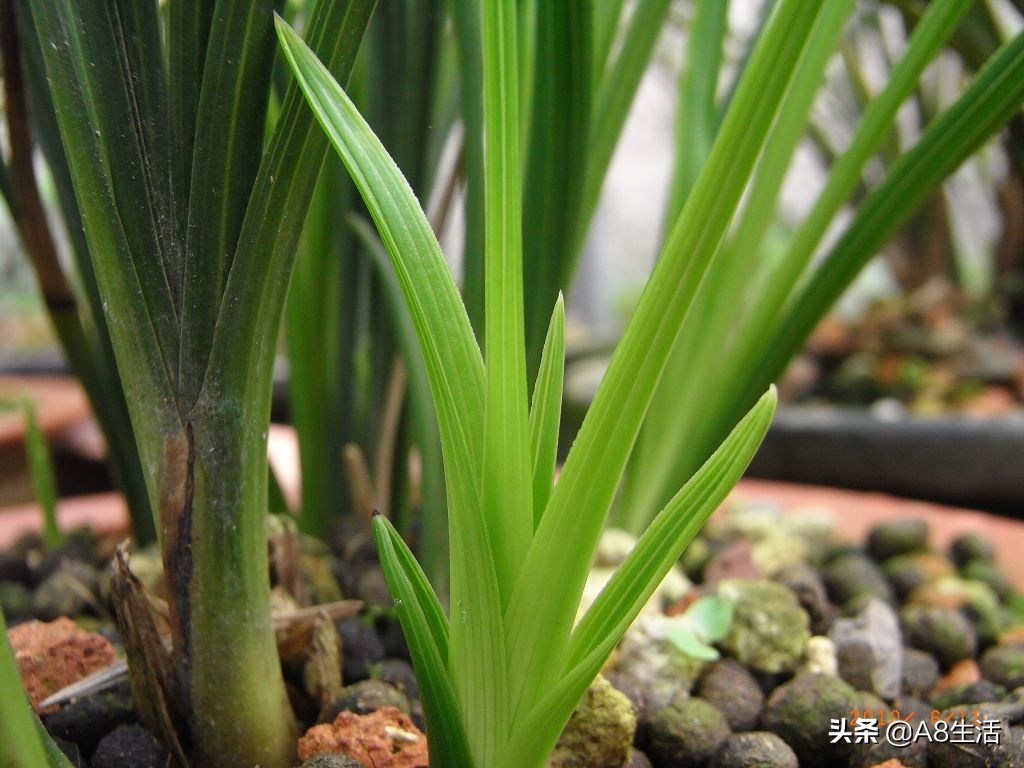 兰花蕙兰十大名品,蕙兰名品大全欣赏