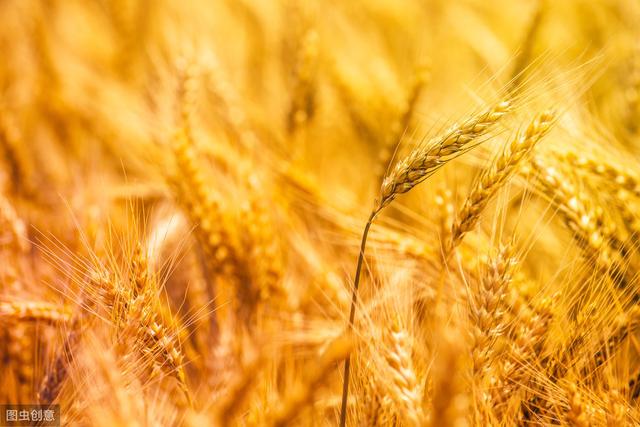 杂交水稻如何撒种,杂交水稻的种植技巧