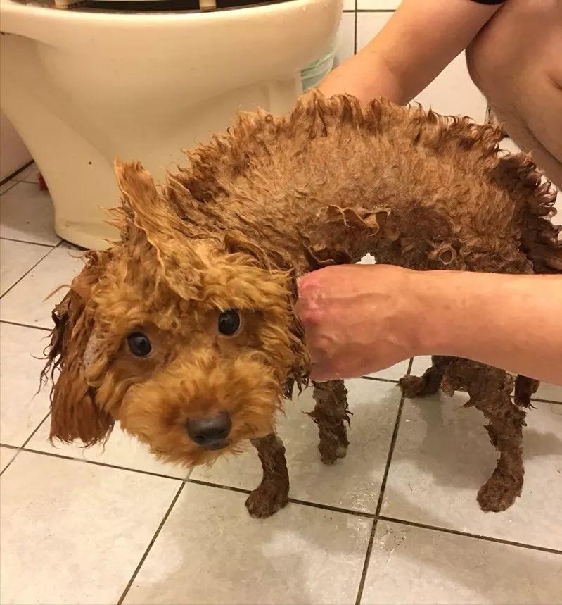 怎么养出健康的泰迪犬幼犬,泰迪小犬怎么养好看又简单