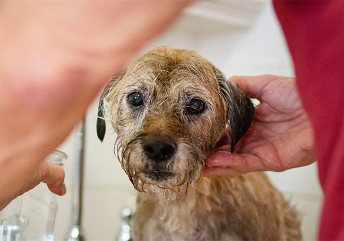 幼犬细小心肌炎的症状,小狗肺炎呼吸急促应该怎么缓解