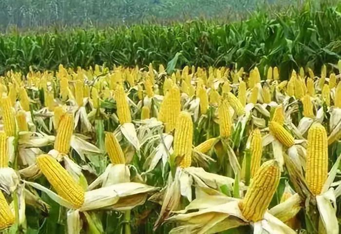 玉米种子大小不一，是不是有问题？今年买种子，一定看仔细！