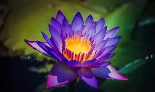 睡莲在白天开花还是在晚上开花,睡莲早上开花晚上又合上花瓣