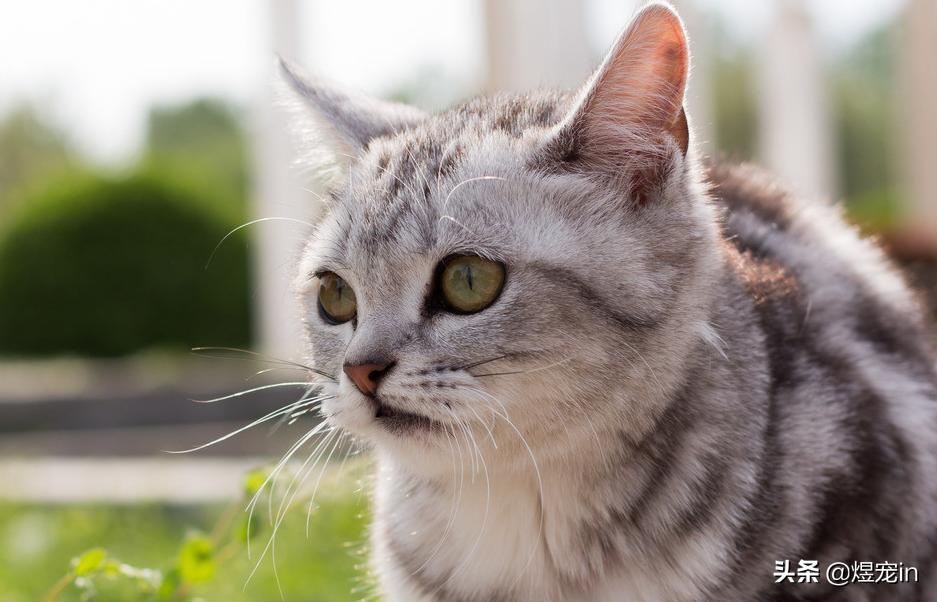 猫咪喝了脏水会怎么样,喝水多会导致猫咪拉稀吗