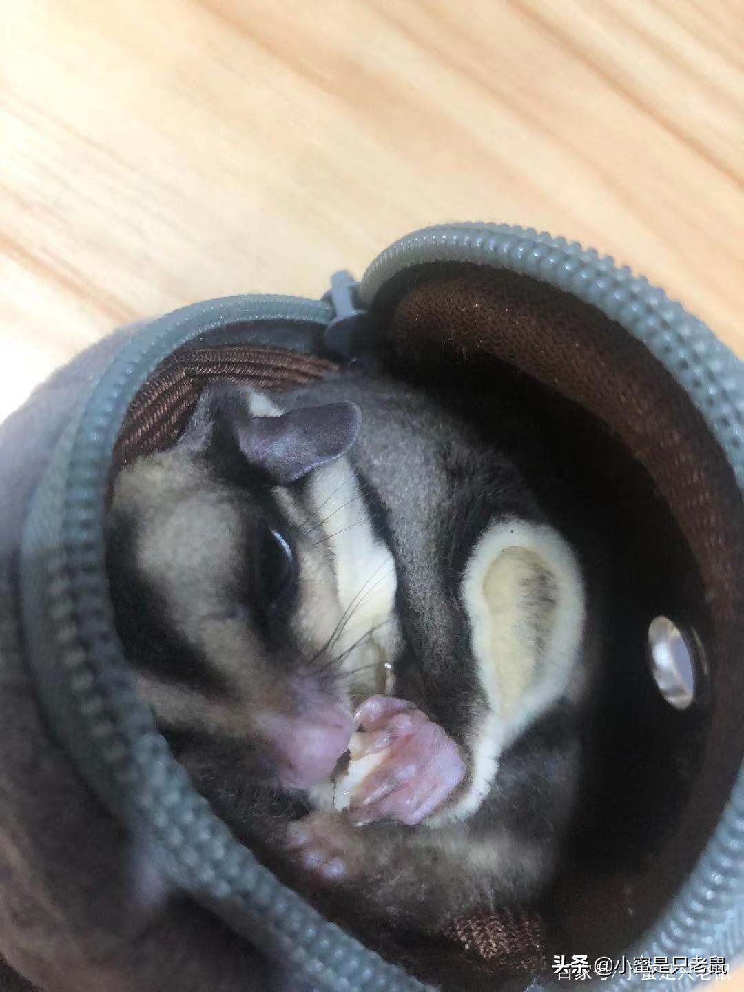 养宠日记300字,养宠日记