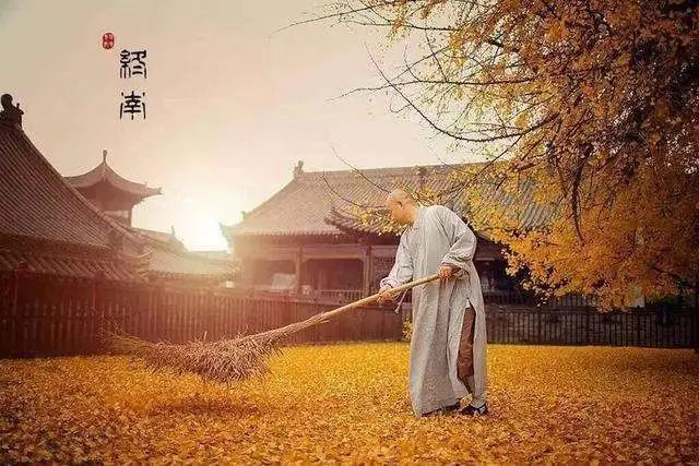 李世民栽的银杏树的价值,1400年李世民亲手栽的银杏树图