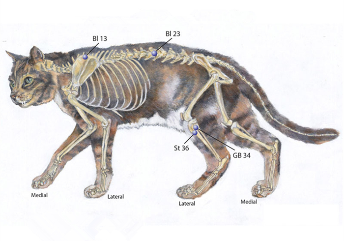 肺部结节跟猫咪有关系吗,辟谣得了肺结节