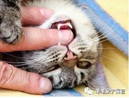 猫咪有没有细菌传染给小孩,猫咪病菌辟谣