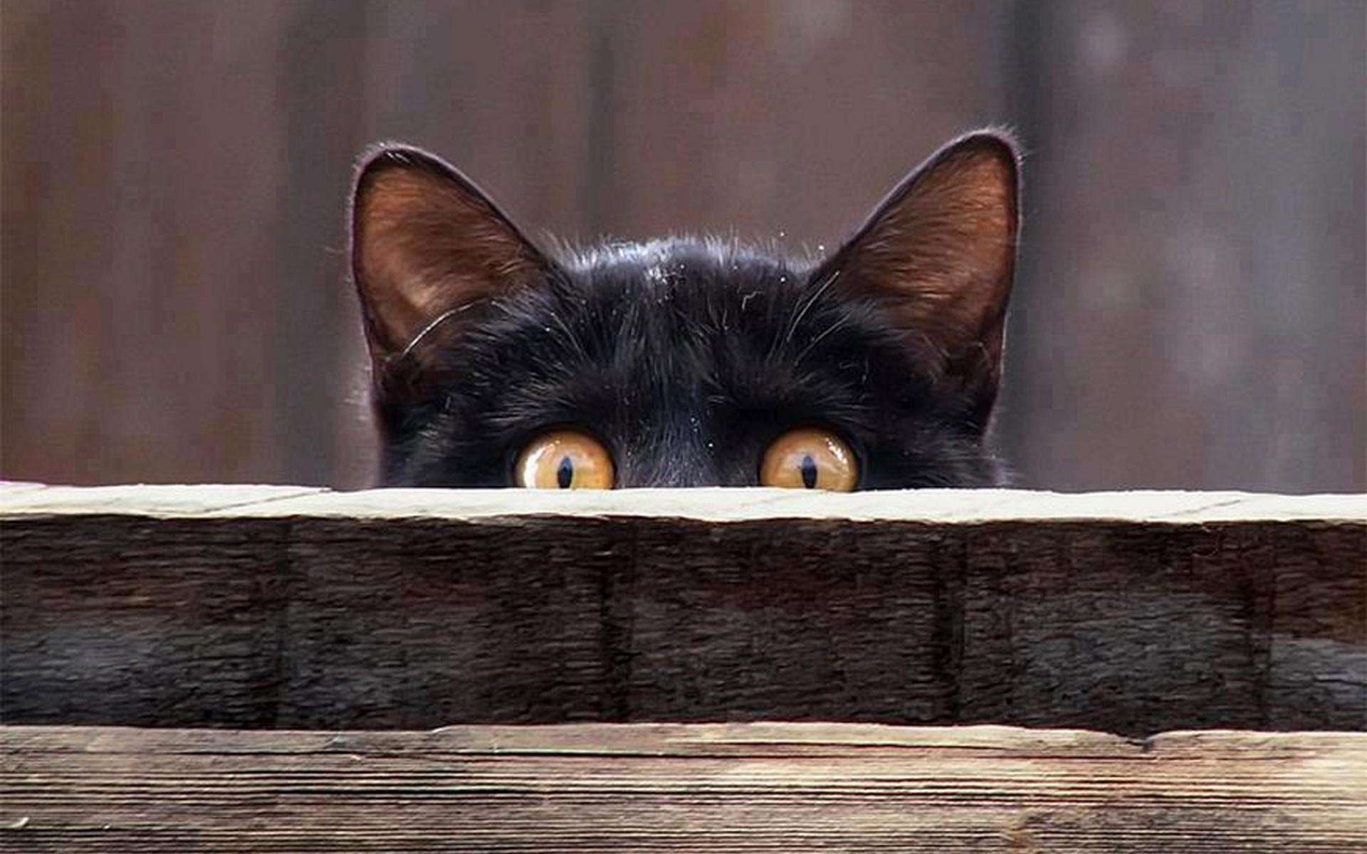 家里小猫咪丢了怎么办,家里猫咪走了怎么处理