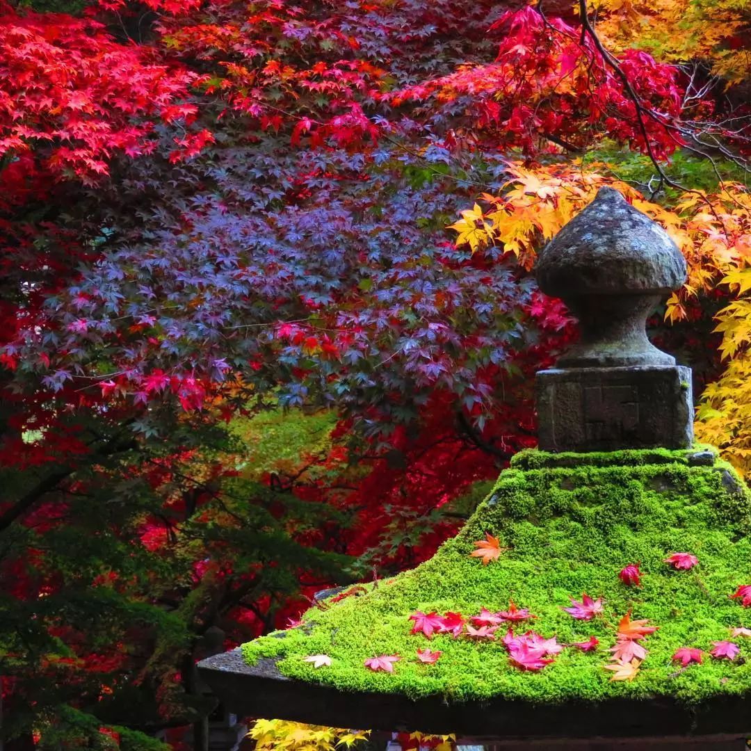 做个‘追枫少女’领略红叶之美！