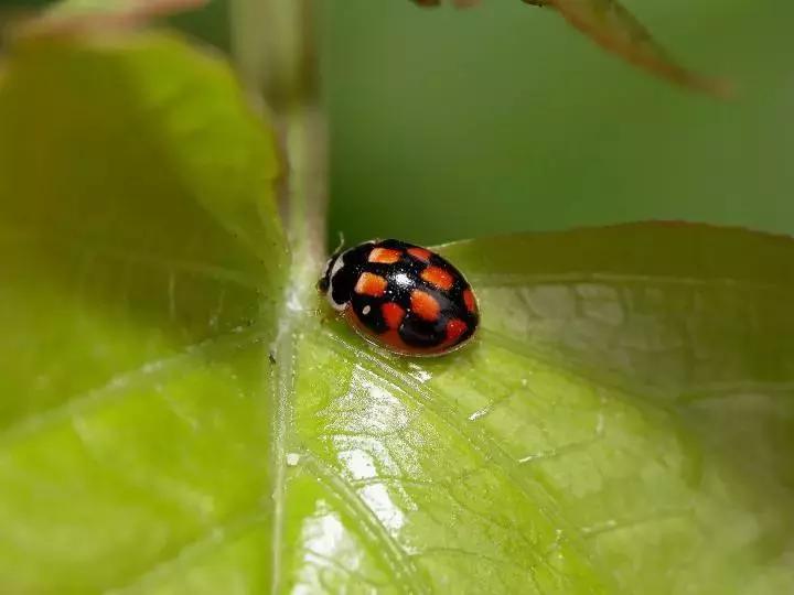 柑橘常见害虫高清图谱,柑橘常见害虫图片大全