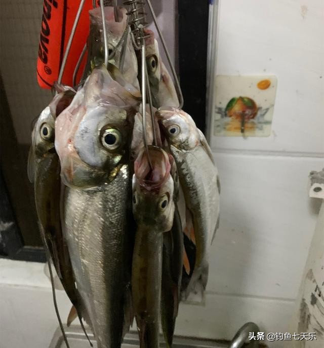 江西男子发视频炫耀江豚,男子炫耀渔获下一秒救落水三轮