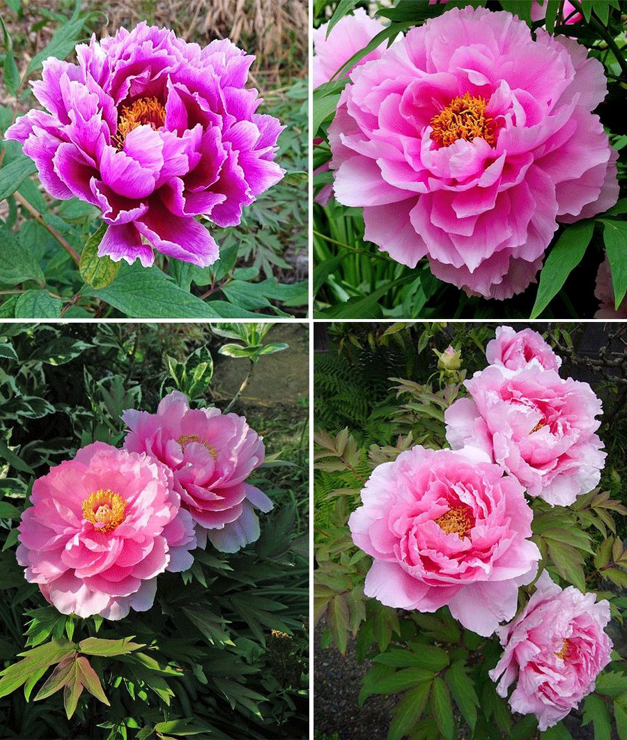 牡丹油画棒教程,油画棒立体牡丹花绘画