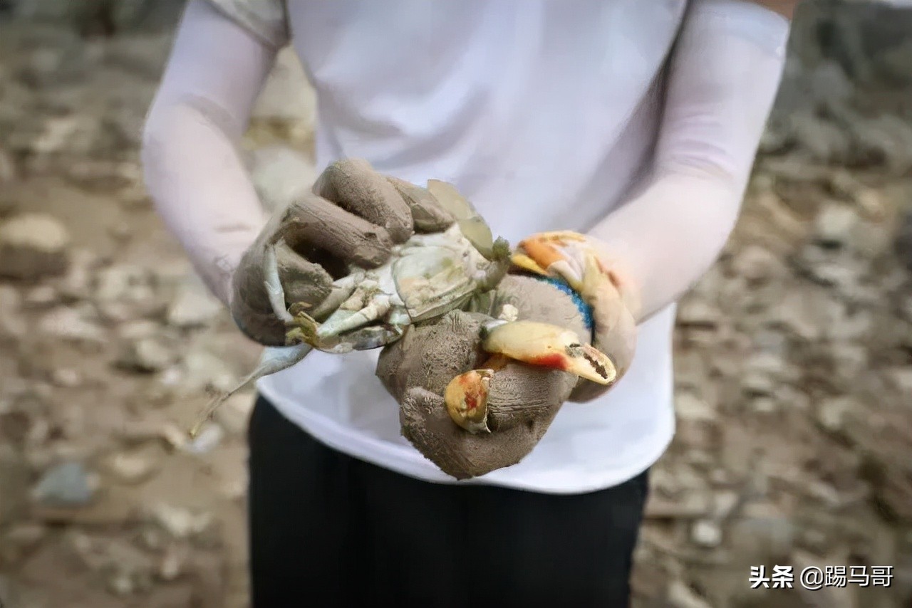 上海附近有哪些露营地可以看星星,上海周边免费露营地推荐人多