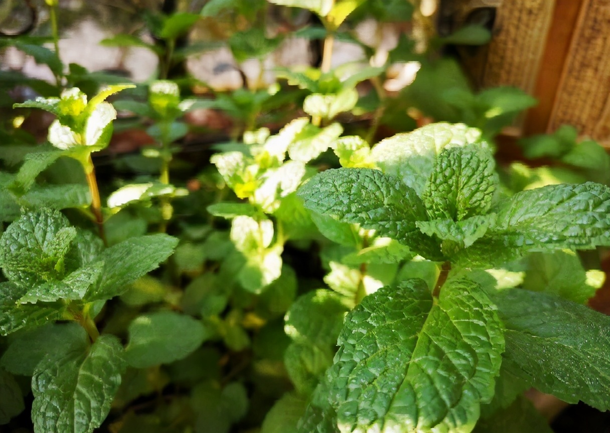 用薄荷种子怎么养出薄荷,薄荷种子一般催芽几天出芽