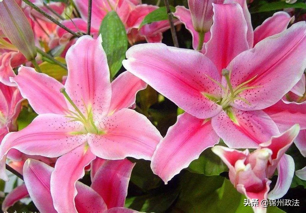 沈阳有什么特色农产品,辽宁省14个市县特产农产品