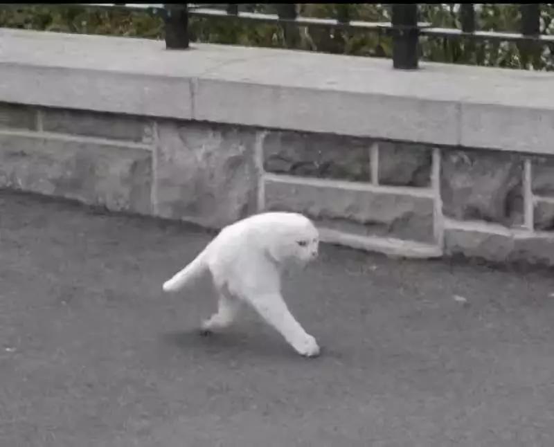 动物沙雕表情包搞笑,沙雕模仿动物表情包