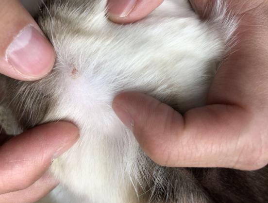 猫咪体内驱虫和体外驱虫能一起吗,猫咪体外驱虫为什么要禁食